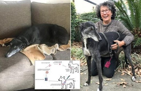 Kelly the greyhound's fatal cancer is cured with vaccine