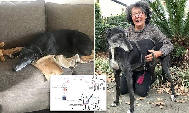 Kelly the greyhound's fatal cancer is cured with vaccine