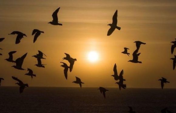 Life after death: Deceased loved-ones visit your dreams as ‘younger version of themselves’