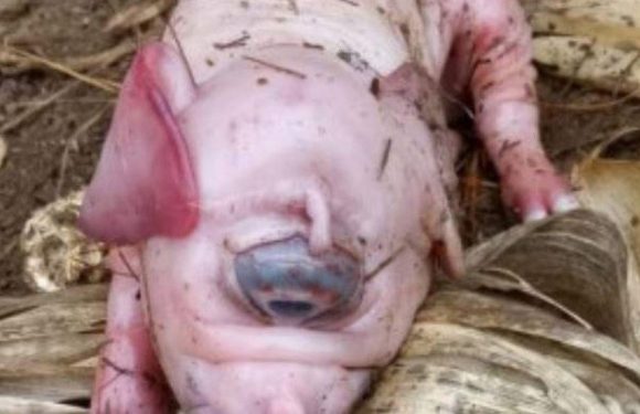 Nightmare ‘cyclops’ piglet born with one eye and a trunk instead of a snout