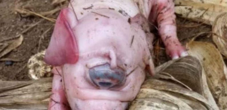 Nightmare ‘cyclops’ piglet born with one eye and a trunk instead of a snout