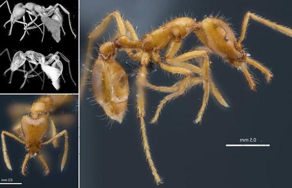 Now ANTS go non-binary! Newly discovered species is named 'they'