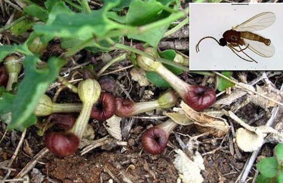 One-of-a-kind flower releases odor to capture and imprison flies