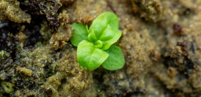 One of the World’s Longest-Running Experiments Sends Up Sprouts