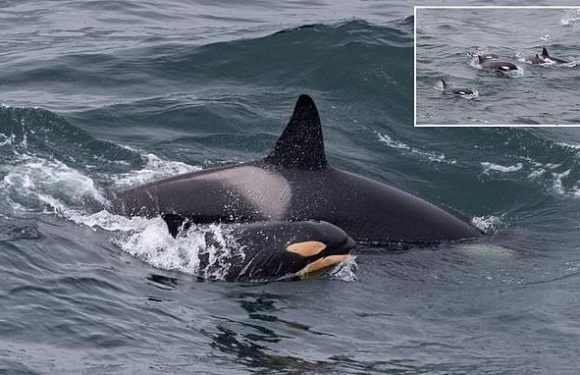 Orca enthusiast captures photo of a newborn calf off coast of Scotland