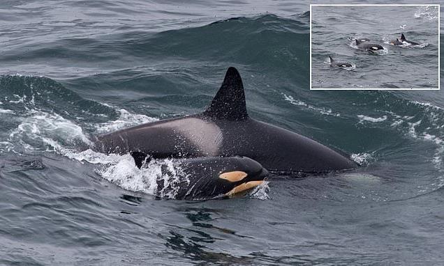 Orca enthusiast captures photo of a newborn calf off coast of Scotland
