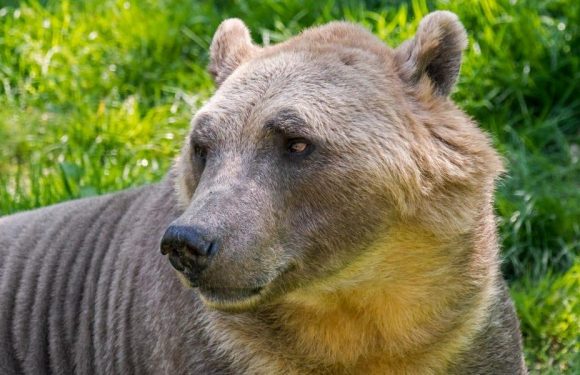 Polar bear and grizzly bear hybrids, known as 'pizzly bears,' could become more common because of the climate crisis