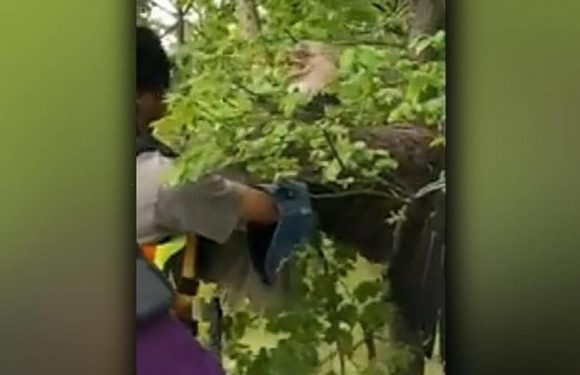 Rare orange-eyed owl spotted for the first time in more than 125 years