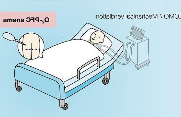 Rats and pigs can survive on oxygen fed through their RECTUM