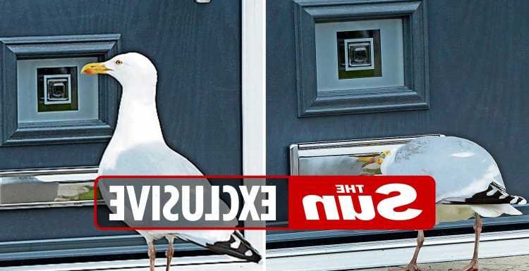 Salesman 'shattered' after seagull wakes him up at 5am every day by bashing on his new front door