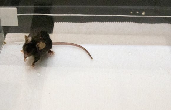 Scientists Drove Mice to Bond by Zapping Their Brains With Light