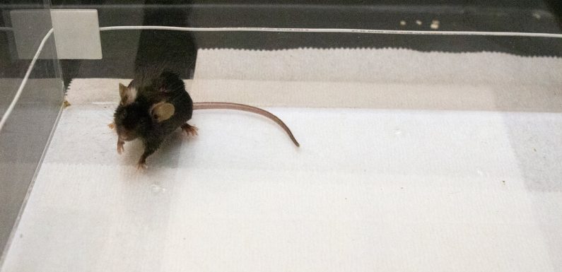 Scientists Drove Mice to Bond by Zapping Their Brains With Light