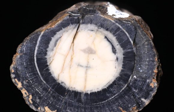 Scientists Find a Fossilized Ancestor of ‘Dinosaur Food’