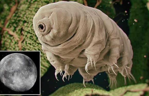 Scientists shoot water bears from gun to see if they can survive space