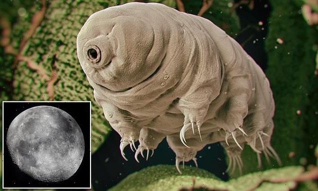 Scientists shoot water bears from gun to see if they can survive space
