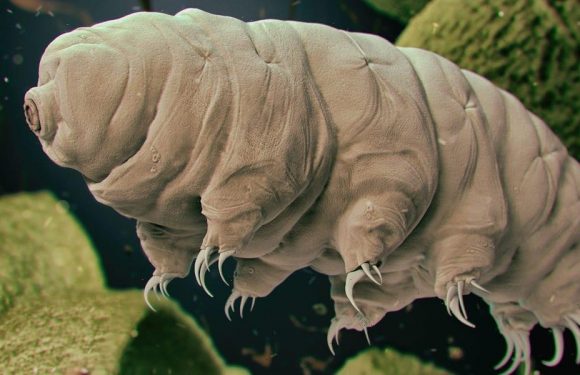 Scientists shot tardigrades out of a gun at more than 2,000 mph to see if the critters could survive