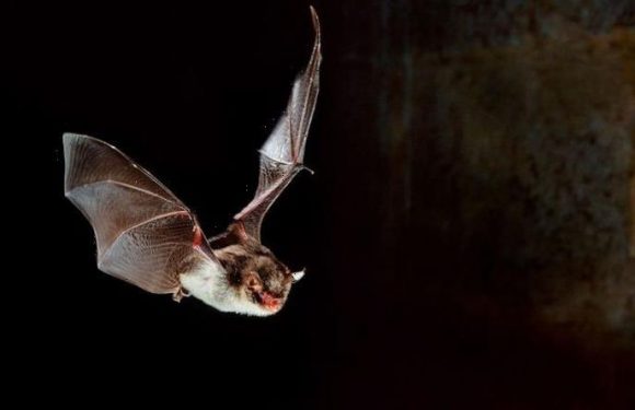Sixth sense! Study claims humans could develop ‘bat-like’ echolocation sensing abilities