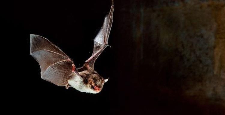 Sixth sense! Study claims humans could develop ‘bat-like’ echolocation sensing abilities