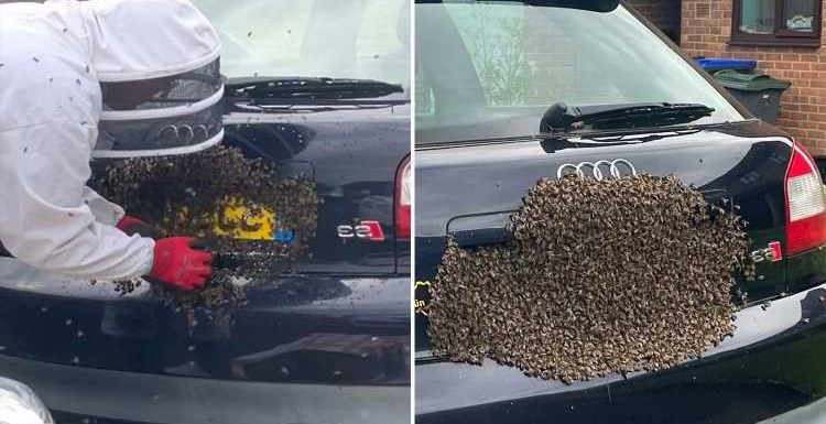 Swarm of 20,000 honey bees descend on car’s number plate like a 'horror movie'