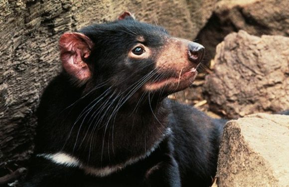 Tasmanian devil joeys born on Australian mainland for first time in 3,000 years