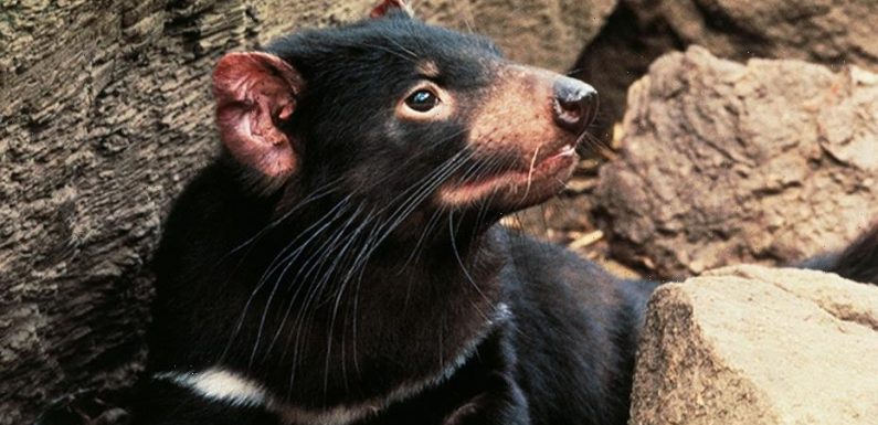 Tasmanian devil joeys born on Australian mainland for first time in 3,000 years