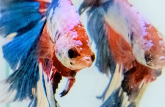 The 1,000-Year Secret That Made Betta Fish Beautiful