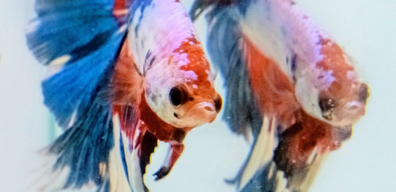 The 1,000-Year Secret That Made Betta Fish Beautiful