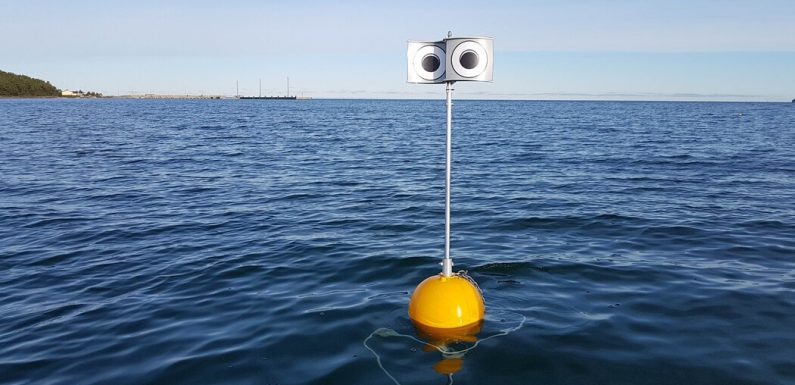 The Birds and the Buoys: Using Googly Eyes to Avert Extinction