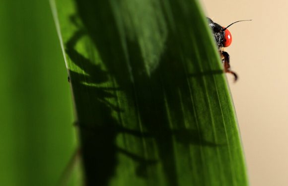 The Case of the Disappearing Cicadas