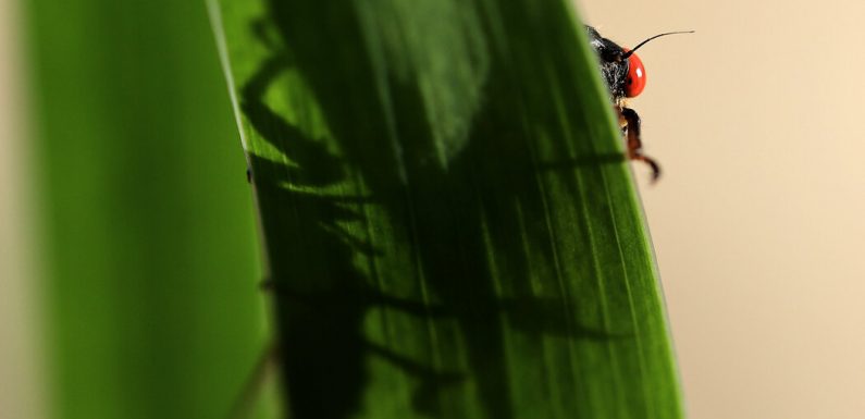 The Case of the Disappearing Cicadas