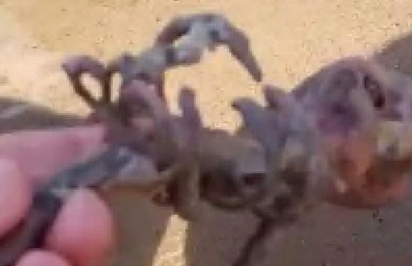 TikToker finds ‘mermaid skeleton’ washed up on the beach in eerie footage