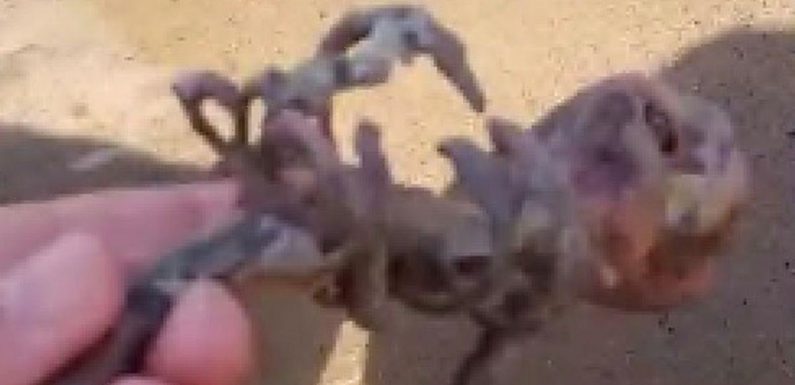 TikToker finds ‘mermaid skeleton’ washed up on the beach in eerie footage