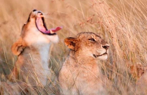 Yawning cools the BRAIN and does not oxygenate our blood, study
