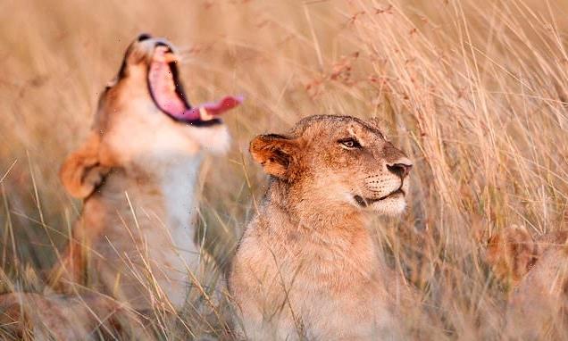 Yawning cools the BRAIN and does not oxygenate our blood, study
