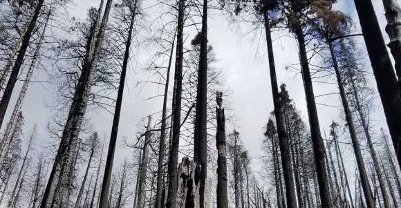 A single wildfire last summer destroyed at least 10% of the world's giant sequoia trees, a new report found