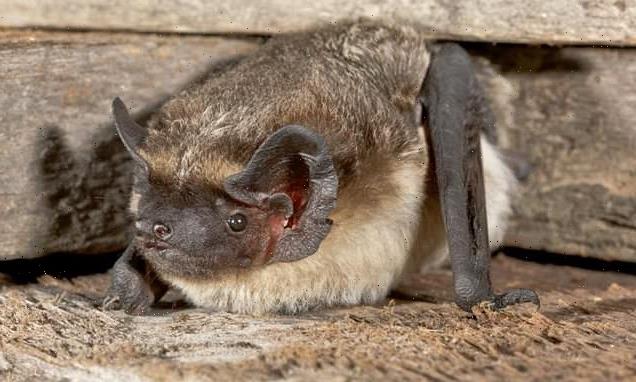 Bats in Switzerland harbour viruses from 39 different families