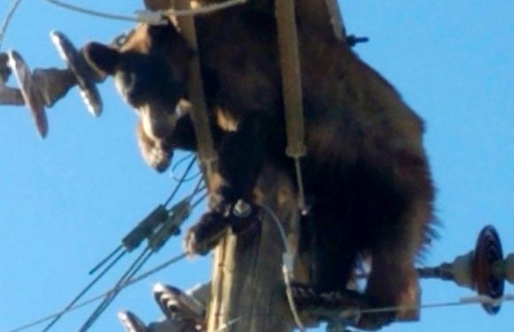 Bear gets stuck on Arizona utility pole, video shows