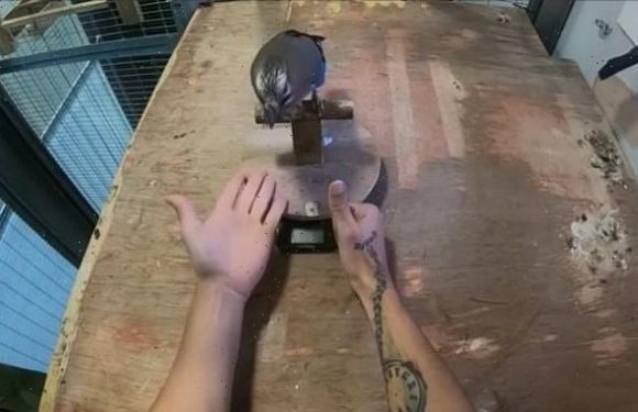 Birds are less fooled by magic tricks than humans, study shows