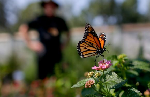 California Throws a Rescue Line to Its Dwindling Monarch Butterflies