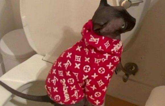 Cheeky cat ‘taught itself how to use human toilets by watching owner on the loo’