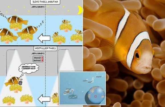 Clownfish living closest to shore die FASTER than those further out