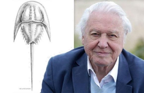 David Attenborough honoured: 200 million-year-old fossil named after beloved broadcaster