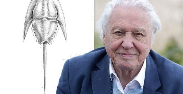 David Attenborough honoured: 200 million-year-old fossil named after beloved broadcaster