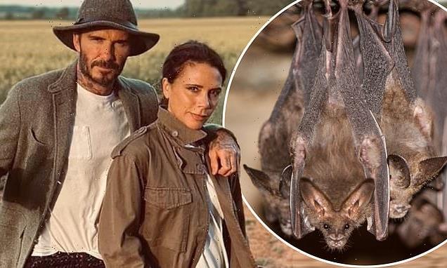 David and Victoria Beckham are planning to build a 'barn for bats'