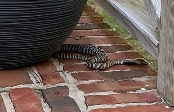 Deadly spitting zebra cobra is on the loose in North Carolina