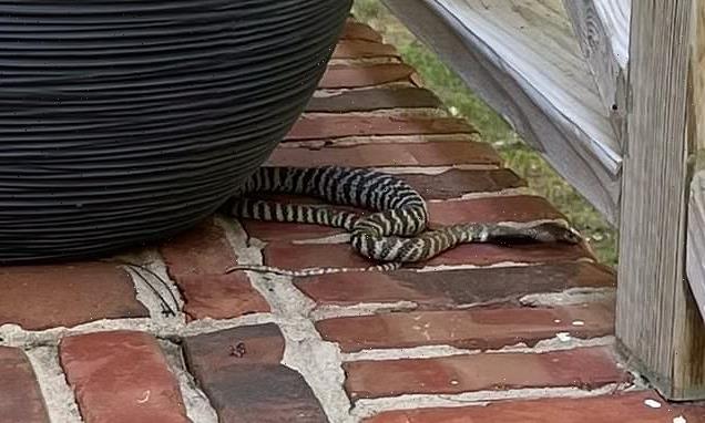 Deadly spitting zebra cobra is on the loose in North Carolina