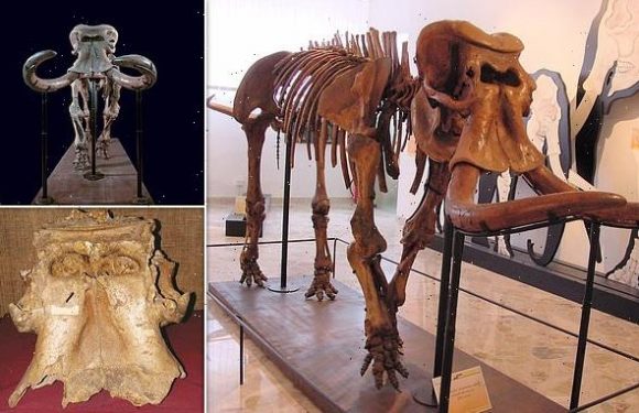 Dwarf elephant evolved from 'one of the largest ever land mammals'