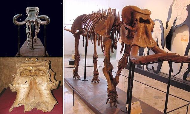 Dwarf elephant evolved from 'one of the largest ever land mammals'