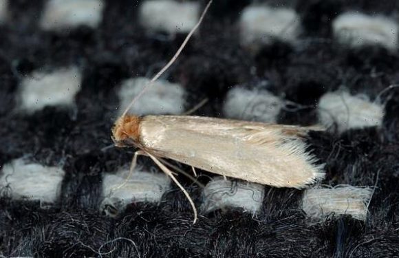 Experts share tips on protecting homes against moths during warm spell