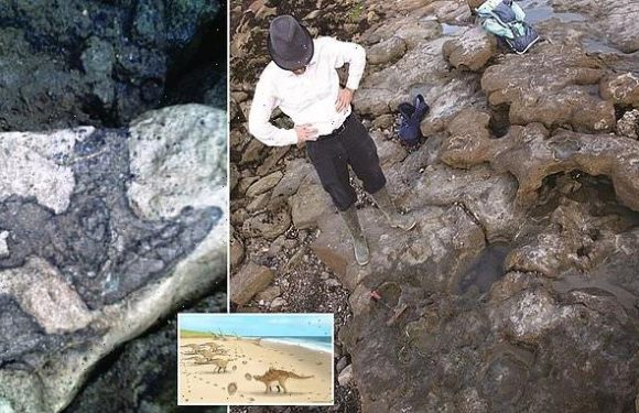 Footprints of the last dinosaurs on UK soil are discovered near Dover